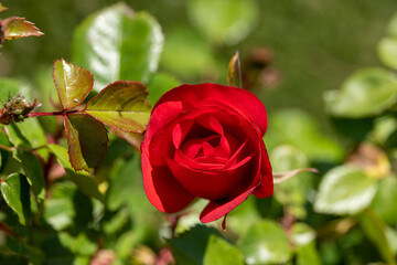 red rose in garden