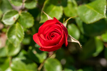 beautiful red rose