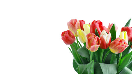 Mix of tulips flowers on white background
