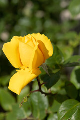 yellow rose in garden