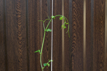 Green fresh spring leaves of grape vine into home garden on brown plant on wooden background