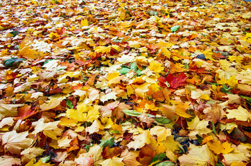 Many colorful autumn maple leaves as background