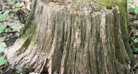 Surface of a cut stump from tree. Old wood trunk background	