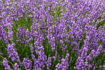Fototapeta premium Field of blooming lavender close-up