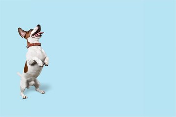 Dog.
