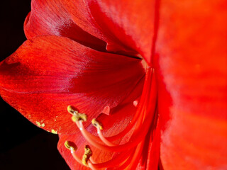 Amaryllis Nahaufnahme