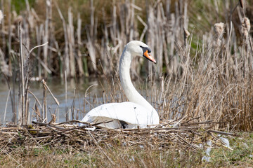 swan on its nest