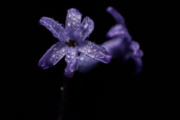 Naklejka premium Close-up of blue geacinth flower with dew drops on dark background