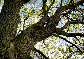 Fototapeta na wymiar Young oak leaves looking into the crown of a tree.