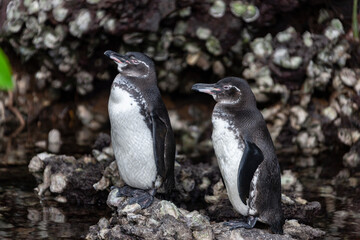 Fototapeta premium Galapagos Penguins - Galapagos Islands - Ecuador.