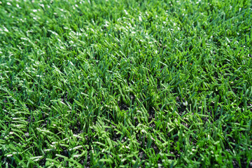 Artificial green grass for the football field