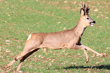 chevreuil galopant en automne