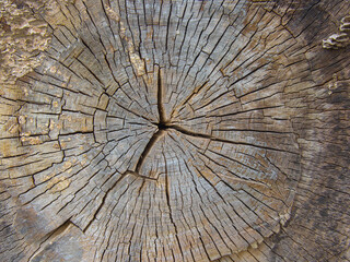 The texture of the butt end of an old log. Deep cracks in the tree.