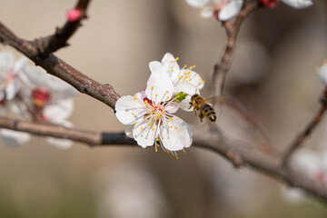 flowering tree in spring in the garden