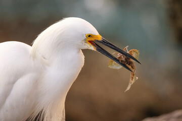 Closeup shot of a wild egret eating a fish in Florida, USA