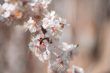 flowering tree in spring in the garden