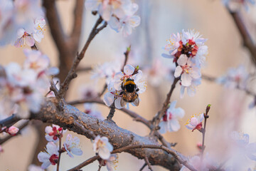 flowering tree in spring in the garden