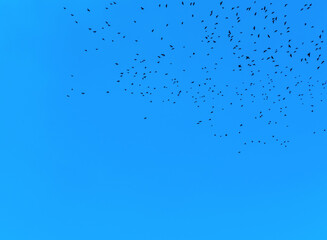 Obraz premium The blue sky with the flock of the flying birds in the spring.