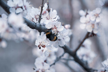 flowering tree in spring in the garden