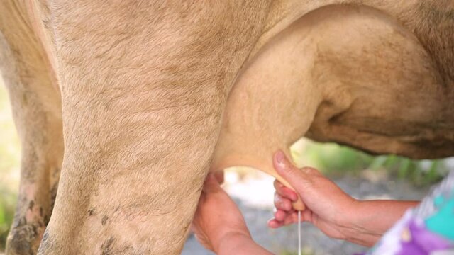 Women's hands milk a cow's udder in close up. Handmade, housewife, production