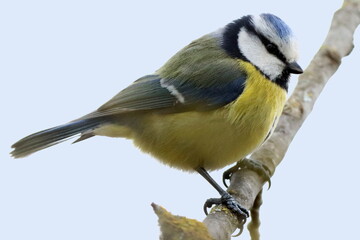 mésange bleue en hiver