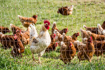 Hahn und Legehennen am Hühnerwagen © focus finder