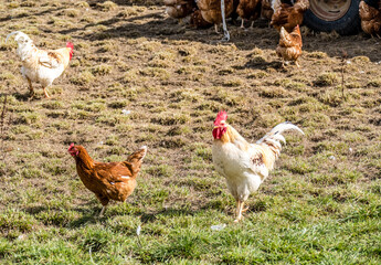 Hahn und Legehennen am Hühnerwagen