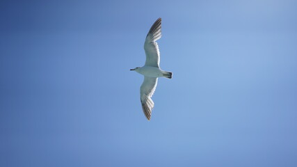 Fototapeta na wymiar Seagull flying freely in the blue sky