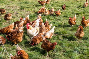 Hahn und Legehennen am Hühnerwagen
