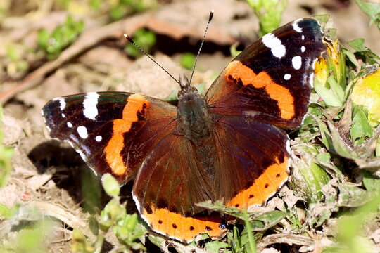 papillon vulcain en hiver