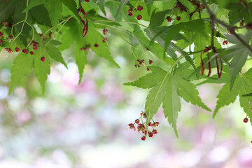 楓の花とその葉