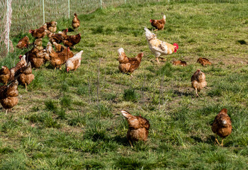 Hahn und Legehennen am Hühnerwagen