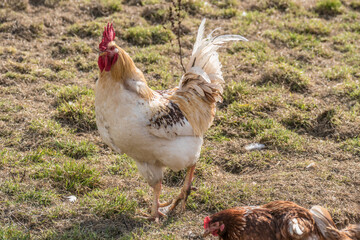 Hahn und Legehennen am Hühnerwagen