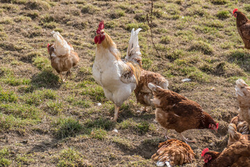 Hahn und Legehennen am Hühnerwagen