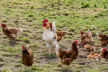 Hahn und Legehennen am Hühnerwagen