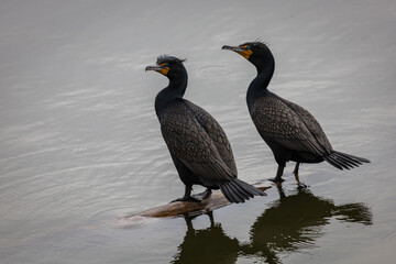 Double-Crested Cormorant, Phalacrocorax auritus, pair standing on log in water looking towards left