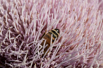 Close-up of a bee pollinating a Horrible Thistle (Cirsium horridulum), Florida, USA.