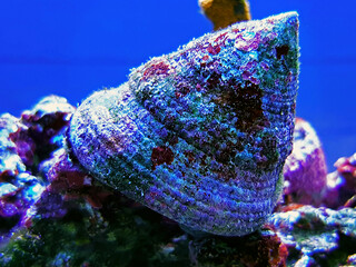 Sea snail in saltwater aquarium reef tank © Kolevski.V