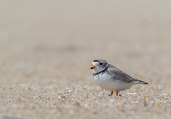 Piping Plover (Charadrius melodus) on the beach at Sandy Hook, NJ