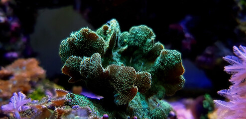 Fototapeta premium Pavona SPS Cactus Coral - (PAVONA DECUSSATUS)