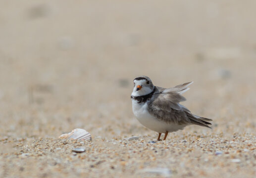 Piping Plover (Charadrius melodus) on the beach at Sandy Hook, NJ - Powered by Adobe