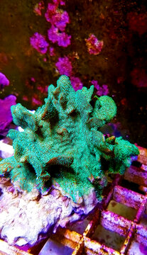 Pavona SPS Cactus Coral - (PAVONA DECUSSATUS)