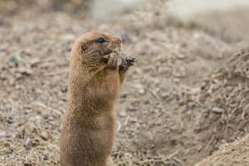 Prairie Dog (Cynomy) standing with paws up to face filled with straw
