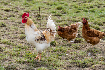 Hahn und Legehennen am Hühnerwagen