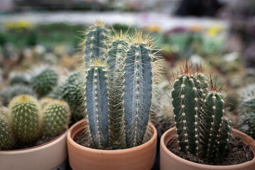 Pots of cacti in a retail showcase or exhibition can be used as a backdrop. Selective focus, close-up