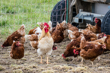 Hahn und Legehennen am Hühnerwagen