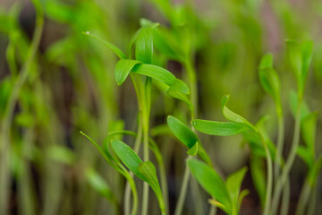Close-up of green seedling. germinated sprouts.