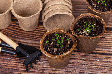 Small plants in peat pots. Garden tools on wooden background