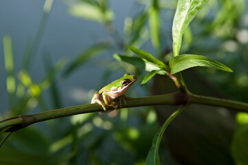 Side view of a bright green American Green Tree Frog (Hyla cinerea) resting on a Mexican petunia stem