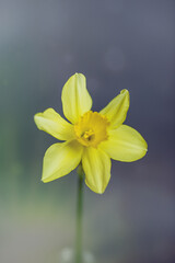 Narcissus - Yellow daffodil on gray background